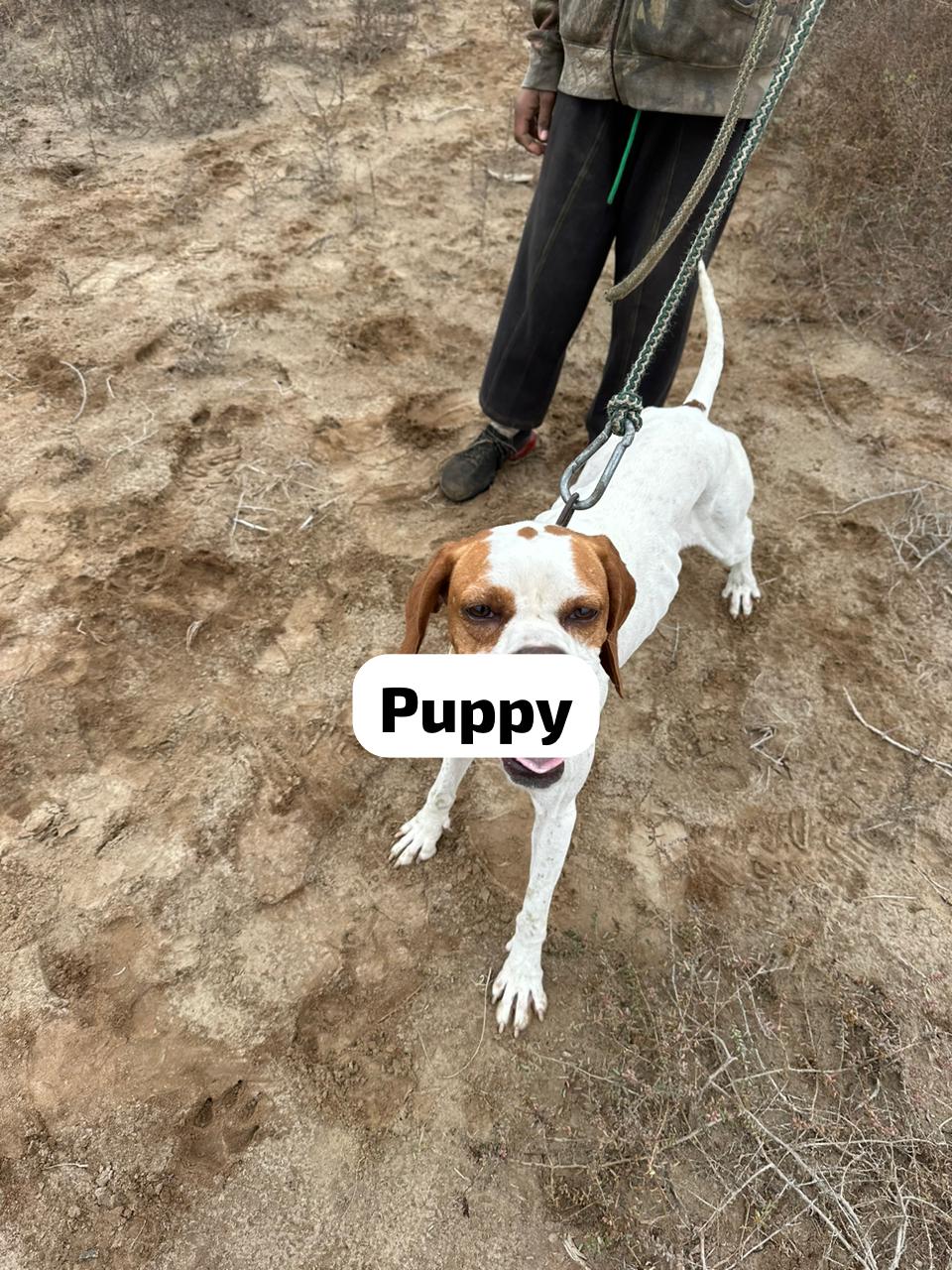 Puppy of DSB Kennel